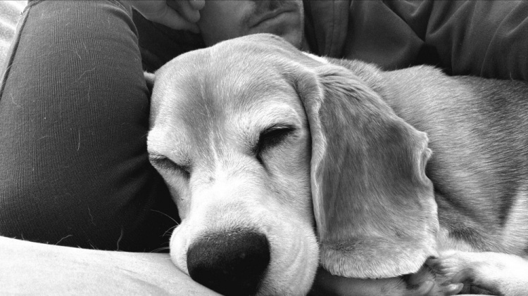 重金悬赏！拉姆塞爱犬走失，社媒悬赏1万美元寻回目前仍未果